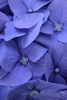 Hydrangeaceae Family Plants Stampe: Blue bigleaf hydrangea (Hydrangea macrophylla)