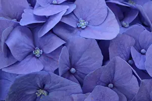 Close Up Flower Detail Stampe: Blue bigleaf hydrangea (Hydrangea macrophylla)