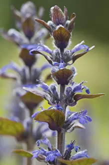 Blue Bugle Plant Stampe: Blue bugle, Bugleherb, Bugleweed