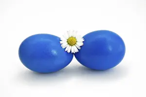 Easter Egg Still Life Photography Stampe: Two blue eggs, easter eggs with daisy