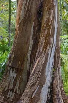 Botanical Garden Portugal Stampe: Blue Eucalyptus, also Common Eucalyptus