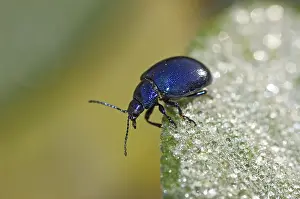 Stampe di Coccinella foglia di menta azzurra Coleotteri Delle Foglie Stampe: Coccinella foglia di menta azzurra