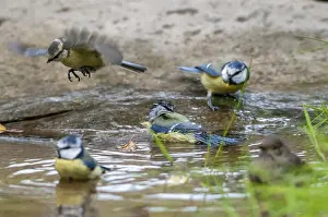 Bagno Stampe: Azzurro, parus caeruleus, bagno.