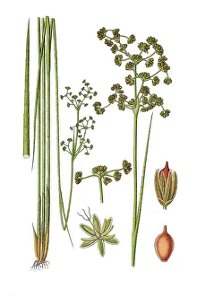 Medical Herb Images Stampe: Blunt-flowered Rush (Juncus obtusiflorus)