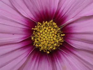 Empty Landscape With Flowers Stampe: Blute einer Aster
Blte einer Aster