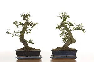 Bonsai Tree Stampe: Bonsai tree