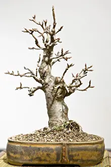 Deserted Landscape Photos Stampe: Bonsai tree