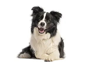 White Background Dog Photo Stampe: Border collie panting and lying down