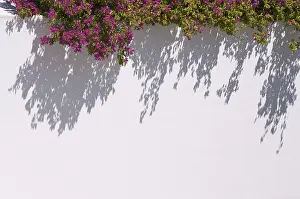 Espalier Plant Photography Stampe: Bougainvilleas casting a dramatic shadow