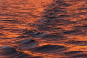Arctic Ocean Evening Light Stampe: Bow waves in the evening light