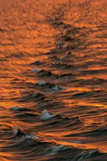 Arctic Ocean Evening Light Stampe: Bow waves in the evening light