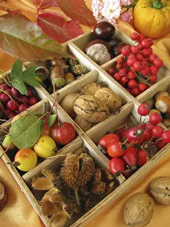 Autumn Decoration Stampe: Box with walnuts and chestnuts
