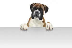 Purebred Dog Stampe: Boxer 332