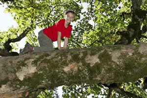 Child Looking At Camera Stampe: Boy climbing a deciduous tree