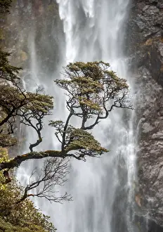 Uninhabited Waterfront Scenery Stampe: Branch of a tree in front of waterfall