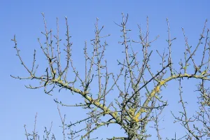 Deciduous Tree Germany Stampe: Branches of an apple tree, blue sky