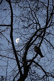 Autumnal Landscape Germany Stampe: Branches with moon in the background