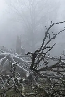 European Deciduous Forest Stampe: Branches of an old, lightning-split