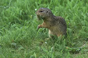 Austria Countryside Scenery Stampe: Brick, Sciuridae, looking at grass in his tree