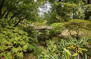 US American Landscape Photography Stampe: Bridge over an established stream