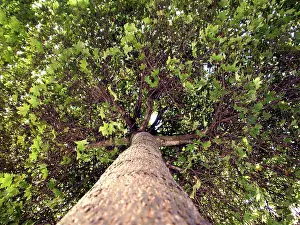 Tree Trunk Details Stampe: Broad-leafed tree