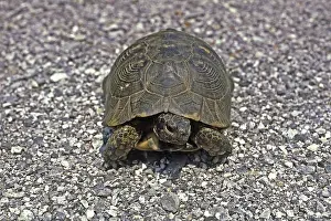 Vertebrate Species Stampe: Broad-range turtle, Testudo marginata