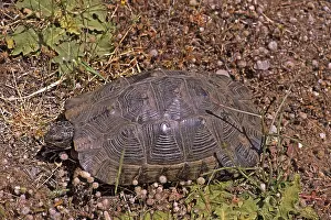 Tortoise In Natural Habitat Stampe: Broad-range turtle, Testudo marginata
