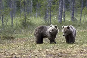 Natural Environments Photos Stampe: Brown bear