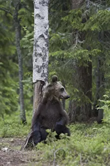 Beasts Of Prey Stampe: Brown bear