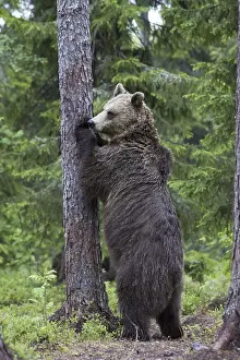 Beasts Of Prey Stampe: Brown bear