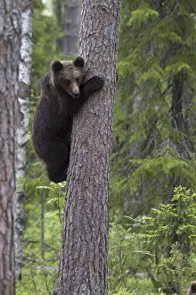 Predator Wildlife Stampe: Brown bear