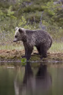 Bears In The Wild Stampe: Brown bear