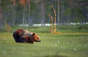 Wetland Biotope Photos Stampe: A brown bear