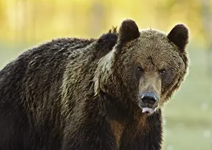 Predator Wildlife Photography Stampe: A brown bear
