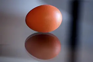 Organic Farm Products Stampe: Brown egg and reflection