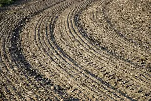 Agricultural Scenery Stampe: Brown field with parallel pattern