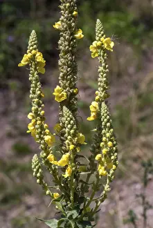 Yellow Flowering Plants Stampe: Brownroot, large-flowered mullein