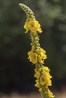 Yellow Flowering Plants Stampe: Brownroot, large-flowered mullein
