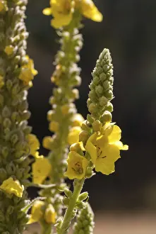 Yellow Flowering Plants Stampe: Brownroot, large-flowered mullein