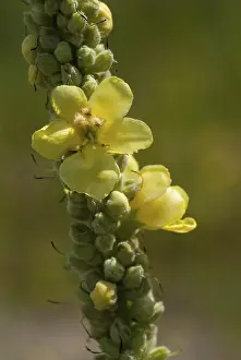 Yellow Flowering Plants Stampe: Brownroot, large-flowered mullein