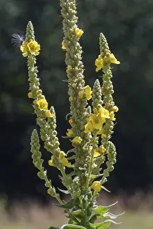 Yellow Flowering Plants Stampe: Brownroot, large-flowered mullein
