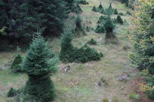 Even Toed Ungulate Habitat Stampe: Browsing by red deer