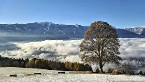 Deciduous Trees In Autumn Stampe: Bruneck