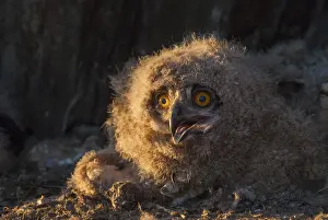 Wildlife Photography Spain Stampe: Bubo bubo, eagle owl, eagle owl
