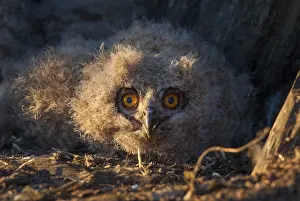 Young Bird Photography Stampe: Bubo bubo, eagle owl, eagle owl