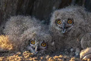 Wildlife Photography Spain Stampe: Bubo bubo, eagle owl, eagle owl