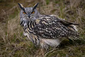 Immagini datate 12 marzo 2024: Eagle owl print bubo bubo