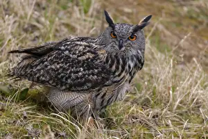 Immagini datate 12 marzo 2024: Eagle owl print bubo bubo