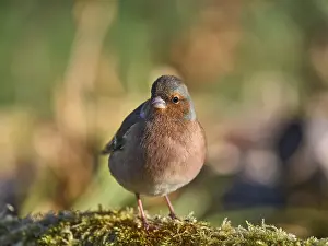 Uninhabited Island Stampe: Buchfink