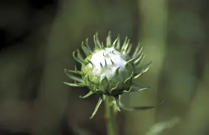 Seed Vessel Images Stampe: Bud